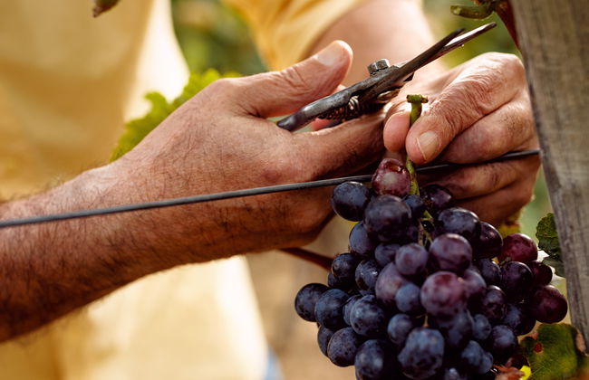 Tour del vino por Bahía de las Islas - Foto 5