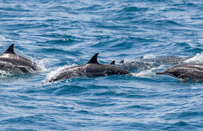 Avistamiento de delfines en Vilamoura - Foto 4