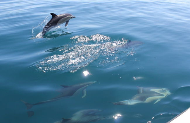 Avistamiento de delfines en Vilamoura - Foto 2