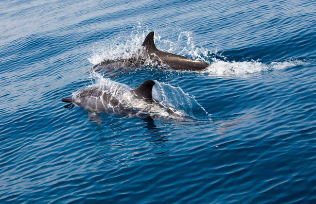 Avistamiento de delfines en Vilamoura - Foto 1