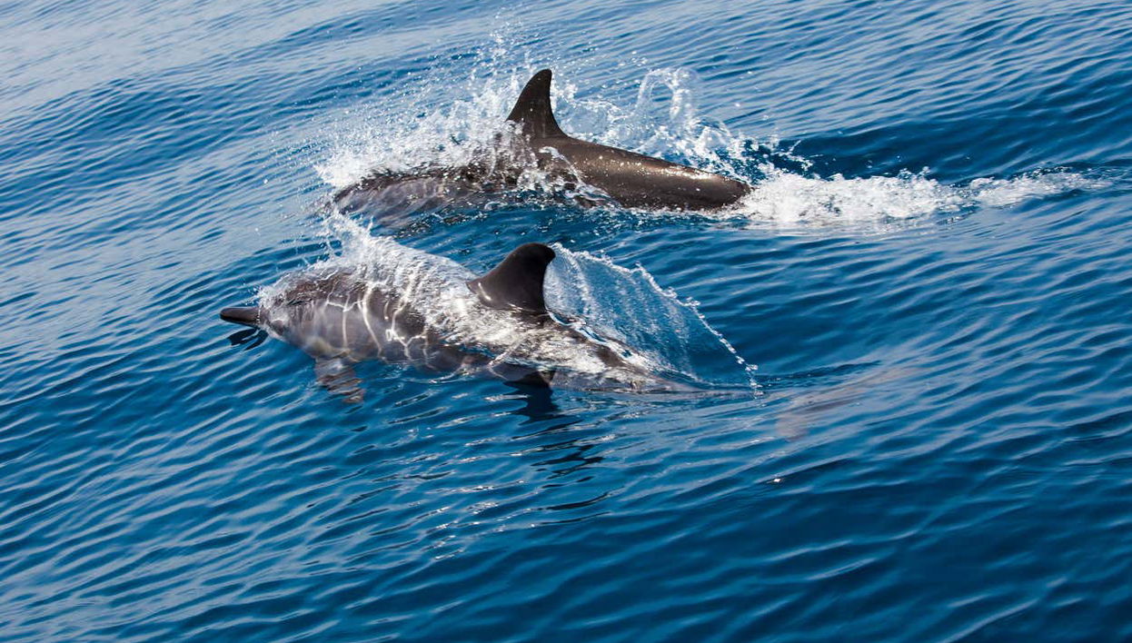 Vilamoura Dolphin Spotting - Foto 1