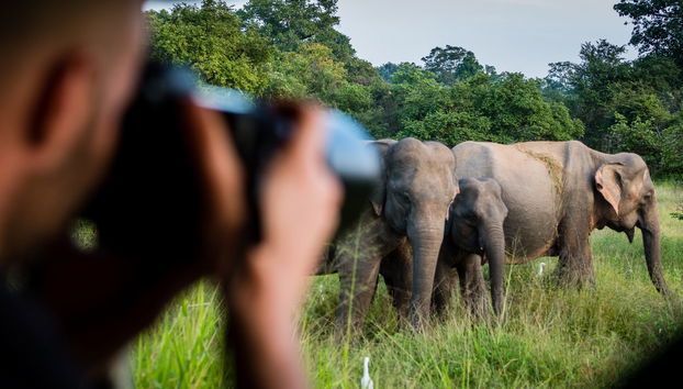 Safári privado pelo Parque Nacional de Yala - Foto 4