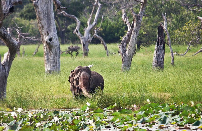 Yala National Park Private Safari - Photo 4