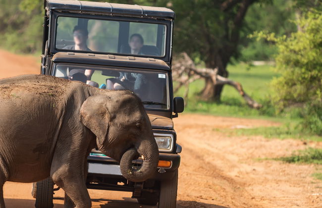 Yala National Park Private Safari - Photo 6
