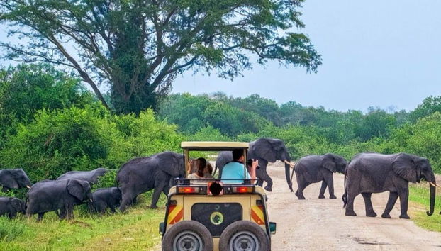 Safári privado pelo Parque Nacional de Yala - Foto 2