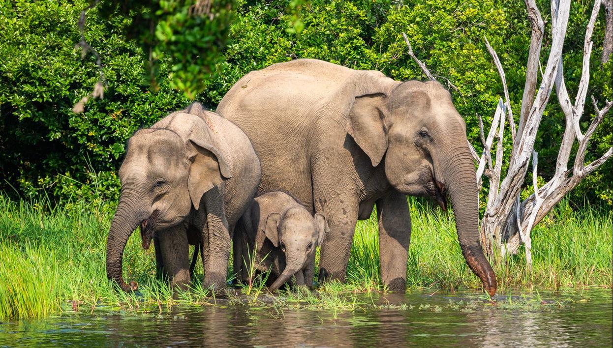 Safári privado pelo Parque Nacional de Yala - Foto 1