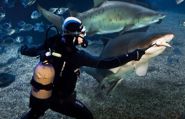 Palma Aquarium - Entrada - Foto 9