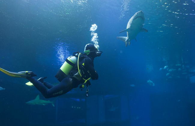 Palma Aquarium - Entrada - Foto 15