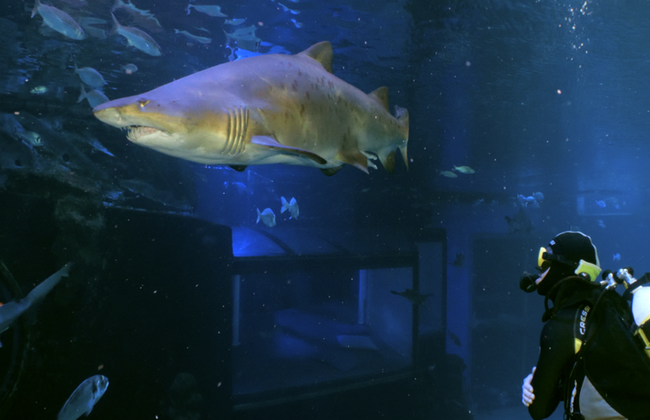 Palma Aquarium - Entrada - Foto 13