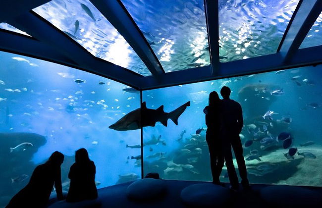 Palma Aquarium - Entrada - Foto 2