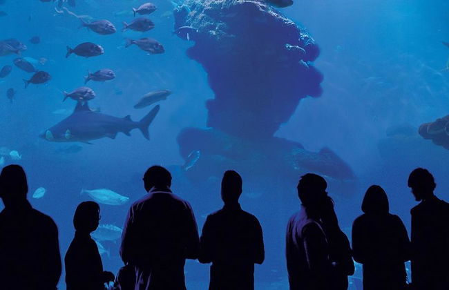 Palma Aquarium - Entrada - Foto 8