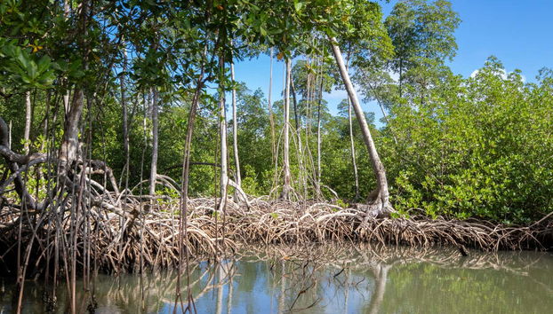 Los Haitises National Park Day Trip - Photo 5