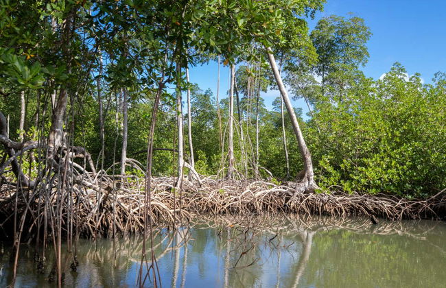 Los Haitises National Park Day Trip - Photo 5