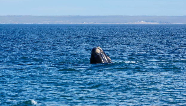 Whale Watching in Nuevo Gulf - Foto 2