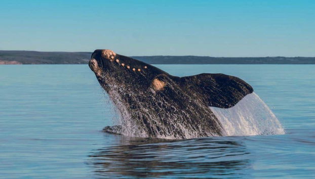 Whale Watching in Nuevo Gulf - Foto 3