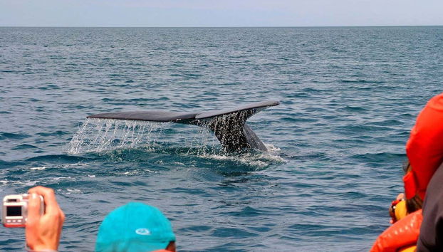 Whale Watching in Nuevo Gulf - Foto 5