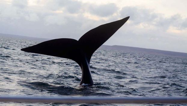 Whale Watching in Nuevo Gulf - Foto 4