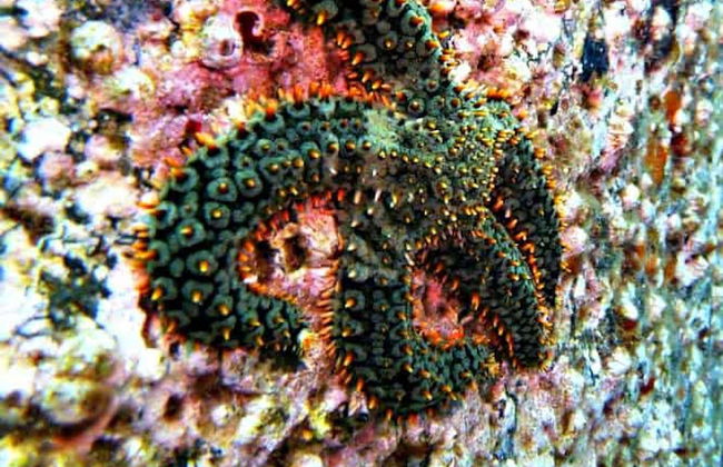 Snorkel en Punta de San Lorenzo - Foto 4