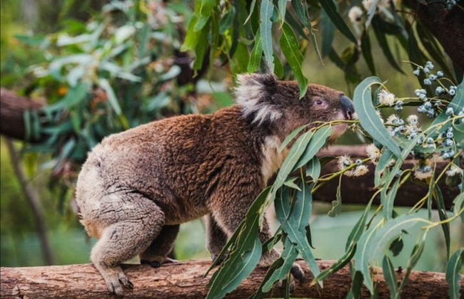 Canberra Wildlife Watching Tour - Photo 2