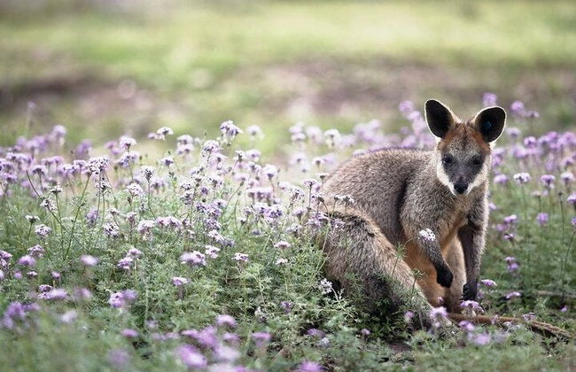 Canberra Wildlife Watching Tour - Photo 3
