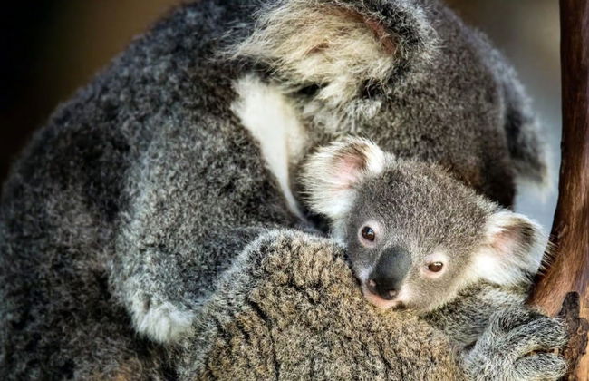 Canberra Wildlife Watching Tour - Photo 4