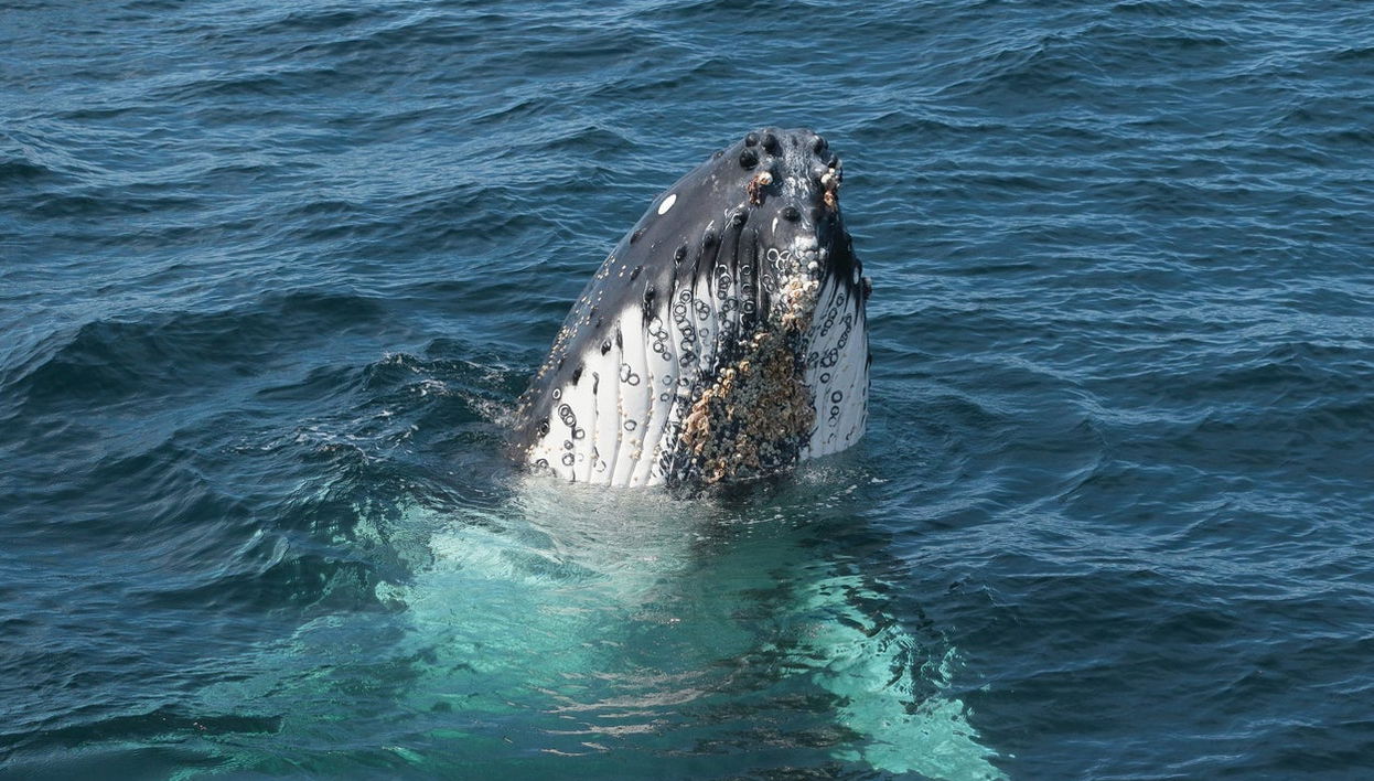 Whale Watching in Jervis Bay - Photo 1