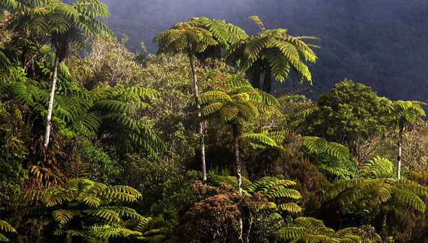 Randonnée à Bélouve et au Trou de Fer - Photo 2