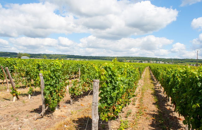 Excursión a los castillos de Villandry y de Azay-le-Rideau + Bodegas del Loira - Foto 6