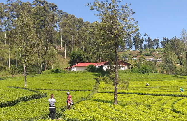 Tour en tuk tuk por las plantaciones de té de Haputale - Foto 8