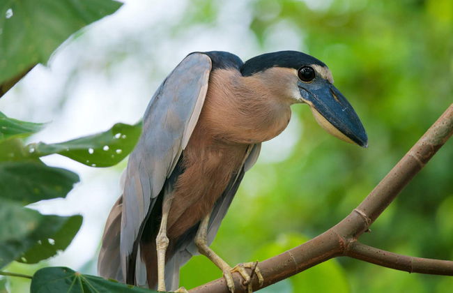 Carara National Park Tour - Photo 2