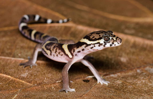 Carara National Park Tour - Photo 3