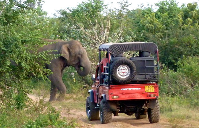 Private Udawalawe National Park Safari - Photo 4