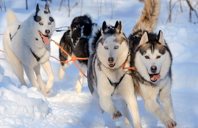 Le voyage ultime en traîneau à chiens Levi's de 15 km - Photo 1