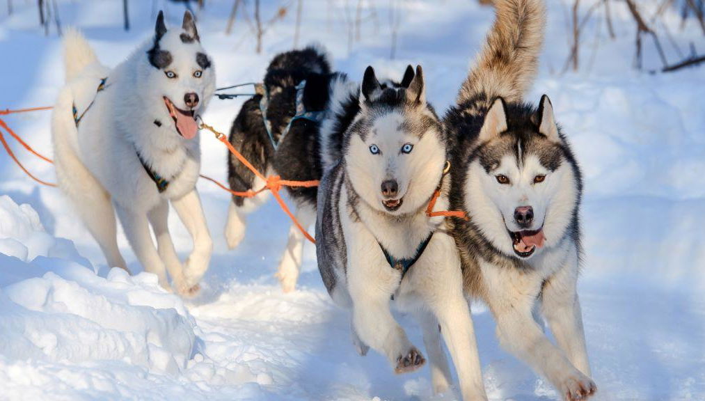 Levi's Ultimatives 15-km-Husky-Abenteuer - Foto 1