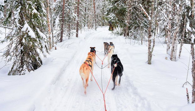 Levi's Ultimatives 15-km-Husky-Abenteuer - Foto 2