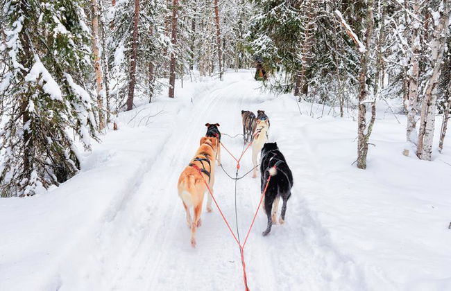 Le voyage ultime en traîneau à chiens Levi's de 15 km - Photo 2