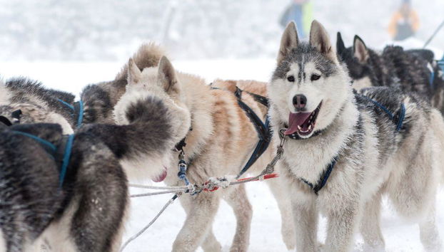 Levi's Ultimatives 15-km-Husky-Abenteuer - Foto 3