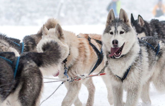 Le voyage ultime en traîneau à chiens Levi's de 15 km - Photo 3