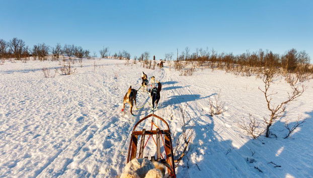 Levi's Ultimatives 15-km-Husky-Abenteuer - Foto 4