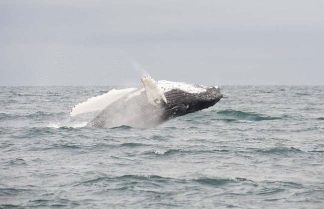 Tour da aurora boreal + Avistamento de baleias - Foto 6
