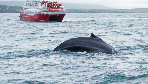 Tour de la aurora boreal + Avistamiento de ballenas - Foto 3