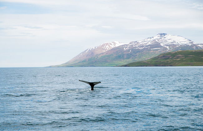 Tour da aurora boreal + Avistamento de baleias - Foto 4