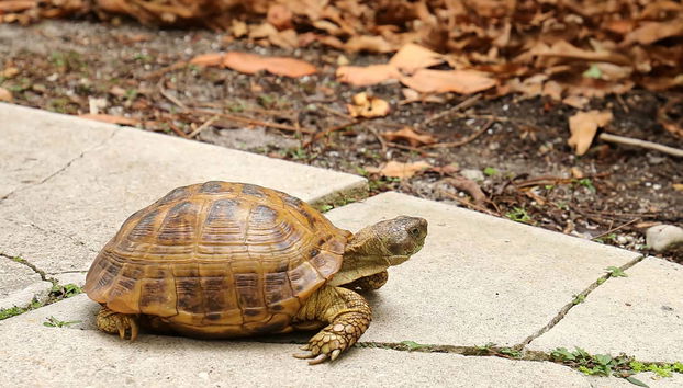Visite dans Fort Lauderdale en petit groupe + Balade en bateau - Photo 4