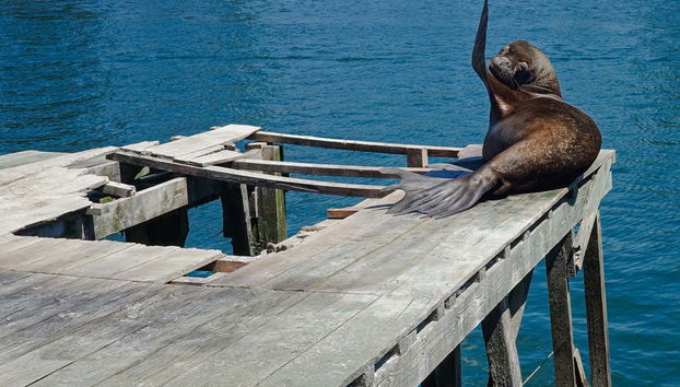 Visita guiada por Valdivia - Foto 2