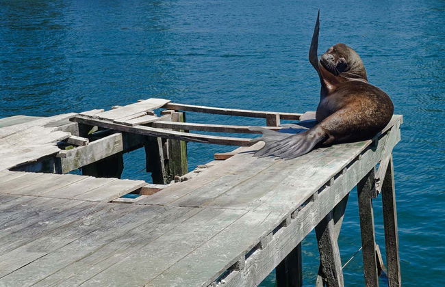 Valdivia Guided Tour - Photo 2