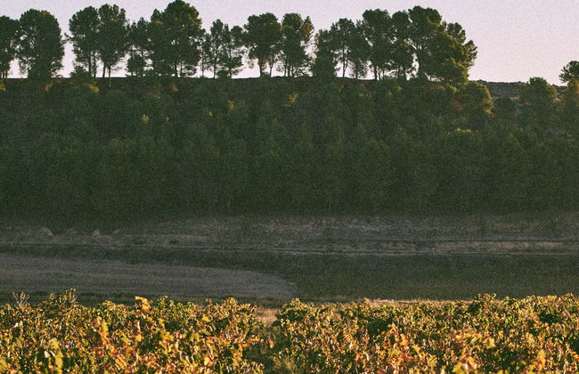 Visita à Bodega Tovar - Foto 8