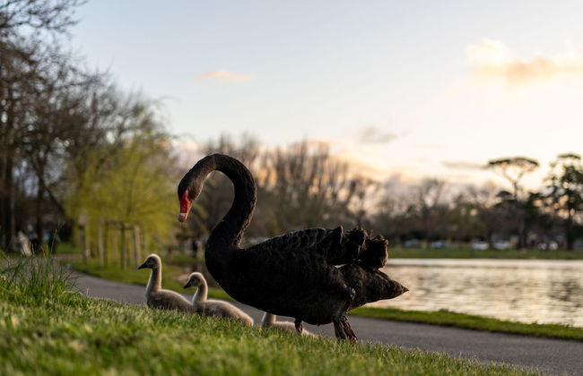 Melbourne Skydeck, Sovereign Hill y Jardín Botánico de Ballarat - Foto 6