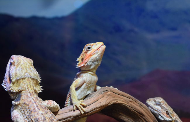 Acuario Michin Puebla Ticket - Foto 7