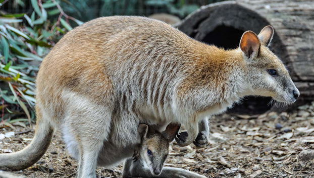 Excursion privée aux Blue Mountains - Photo 4