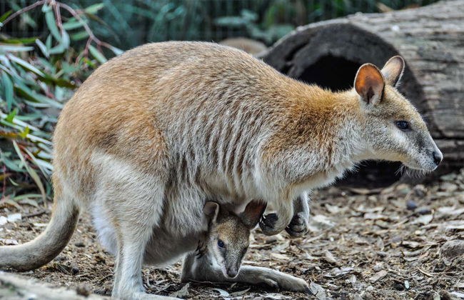 Excursión privada a las Montañas Azules - Foto 4